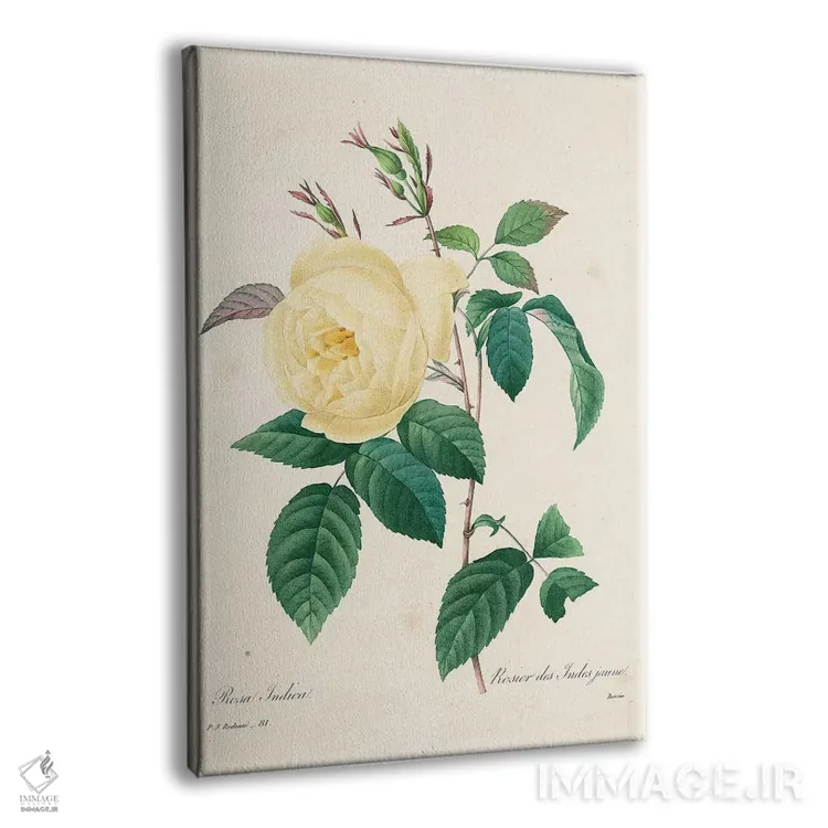 تابلو کلاسیک 1827-33,رز زرد ایندیکا، ۱۸۲۷ تا ۱۸۳۳ اثر پیر-ژوزف ردوت - نمای پرسپکتیو محصول