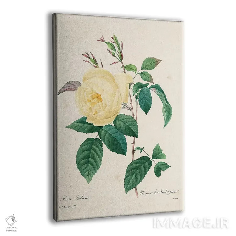 تابلو کلاسیک 1827-33,رز زرد ایندیکا، ۱۸۲۷ تا ۱۸۳۳ اثر پیر-ژوزف ردوت - نمای پرسپکتیو محصول