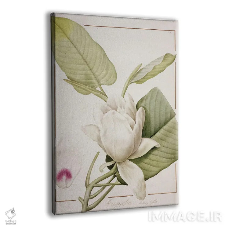تابلو کلاسیک 1811,ماگنولیا ماکروفیلا، ۱۸۱۱ اثر پیر-ژوزف ردوت - نمای پرسپکتیو محصول