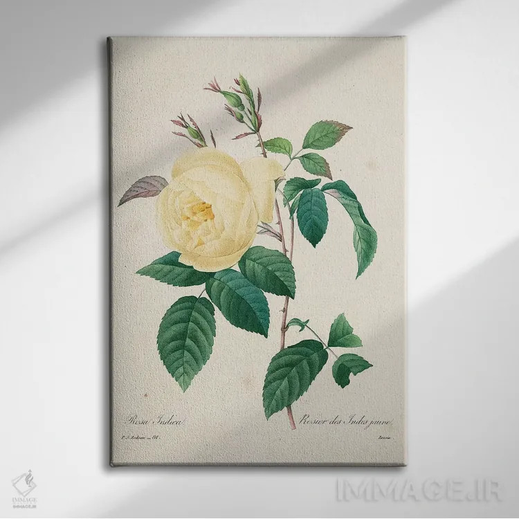 تابلو کلاسیک 1827-33,رز زرد ایندیکا، ۱۸۲۷ تا ۱۸۳۳ اثر پیر-ژوزف ردوت - نمای روبهرو روی دیوار