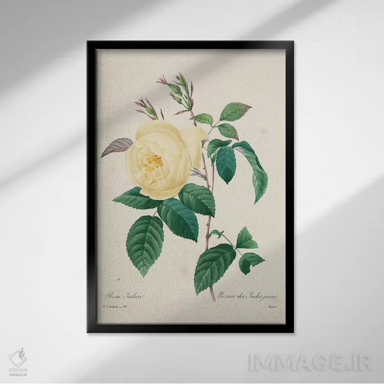 تابلو کلاسیک 1827-33,رز زرد ایندیکا، ۱۸۲۷ تا ۱۸۳۳ اثر پیر-ژوزف ردوت - نمای قابدار مشکی