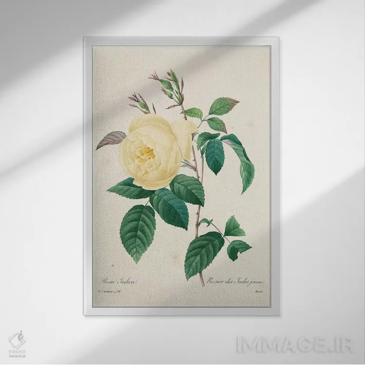 تابلو کلاسیک 1827-33,رز زرد ایندیکا، ۱۸۲۷ تا ۱۸۳۳ اثر پیر-ژوزف ردوت - نمای قابدار سفید