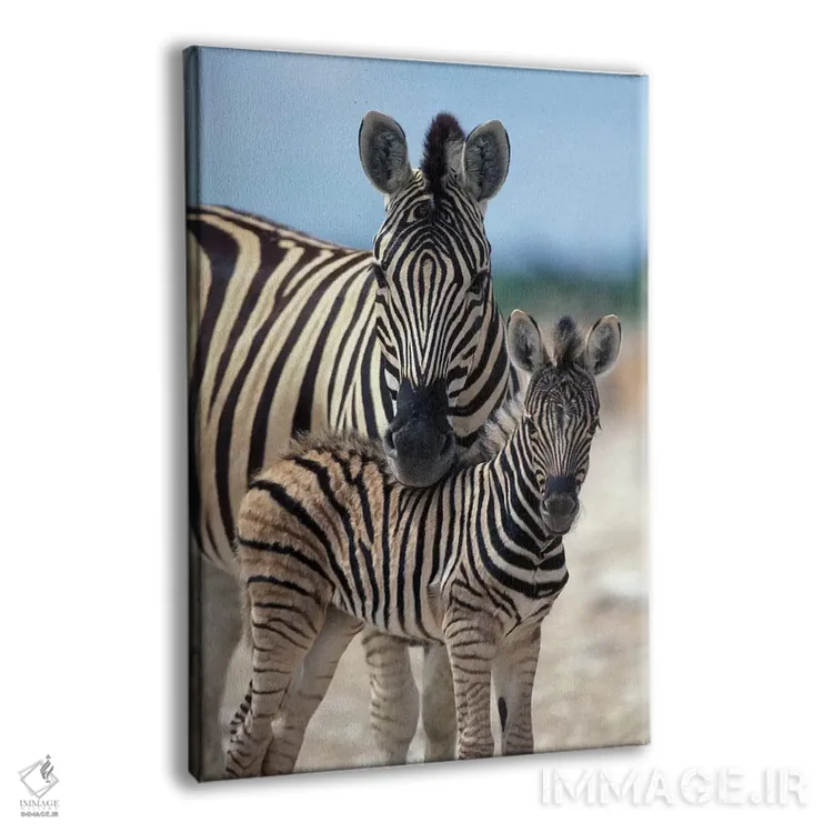 تابلو دکوراتیو Namibia, Etosha National Park,,گله گورخر در تالاب نمکی نزدیک آ… اثر پل سودرز - نمای پرسپکتیو محصول