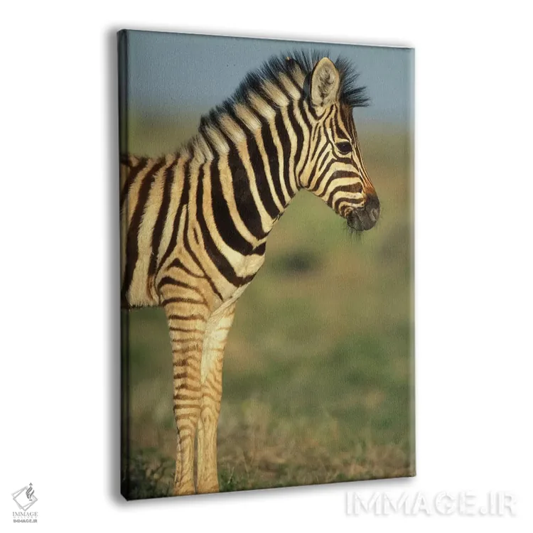 تابلو دکوراتیو Namibia, Etosha National Park.,گورخر جوان دشتی در بیابان، نامی… اثر پل سودرز - نمای پرسپکتیو محصول