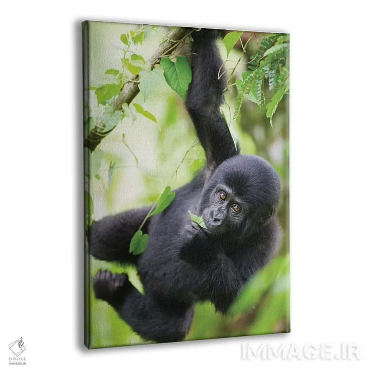 تابلو دکوراتیو Uganda, Bwindi Impenetrable National Park.,بچه گوریل کوهی در ح… اثر پل سودرز - نمای پرسپکتیو محصول