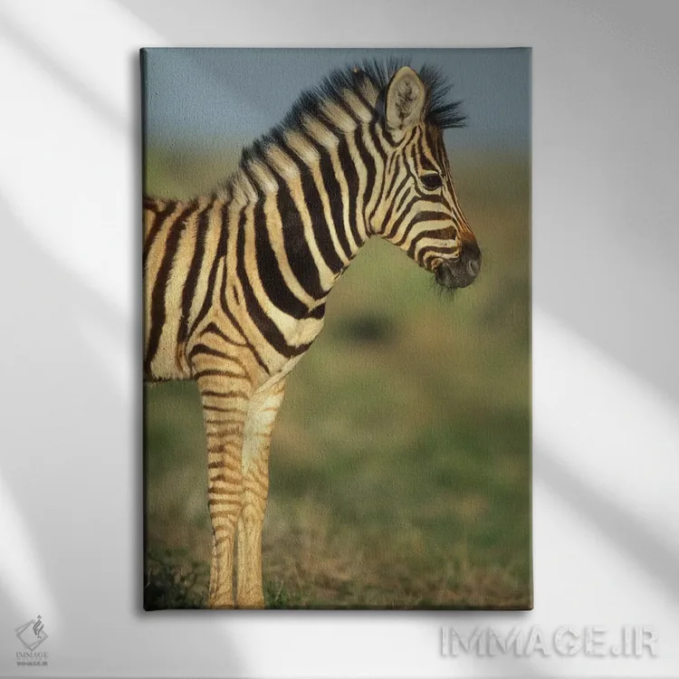 تابلو دکوراتیو Namibia, Etosha National Park.,گورخر جوان دشتی در بیابان، نامی… اثر پل سودرز - نمای روبهرو روی دیوار