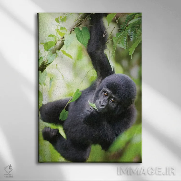 تابلو دکوراتیو Uganda, Bwindi Impenetrable National Park.,بچه گوریل کوهی در ح… اثر پل سودرز - نمای روبهرو روی دیوار