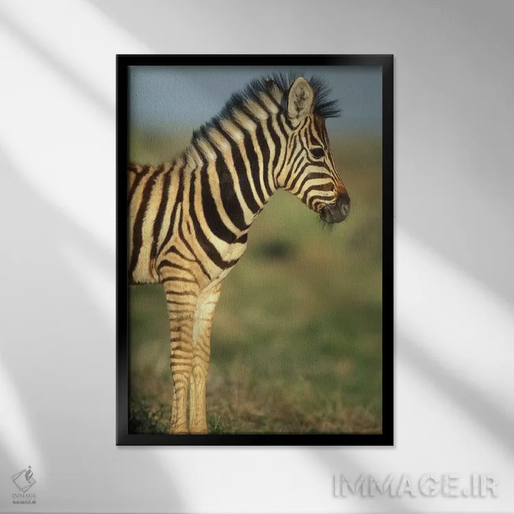 تابلو دکوراتیو Namibia, Etosha National Park.,گورخر جوان دشتی در بیابان، نامی… اثر پل سودرز - نمای قابدار مشکی