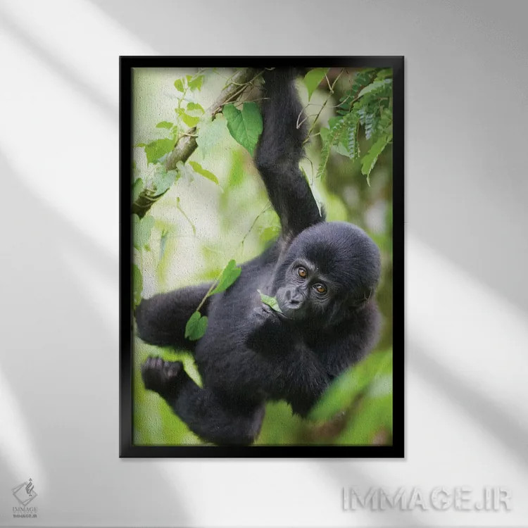 تابلو دکوراتیو Uganda, Bwindi Impenetrable National Park.,بچه گوریل کوهی در ح… اثر پل سودرز - نمای قابدار مشکی