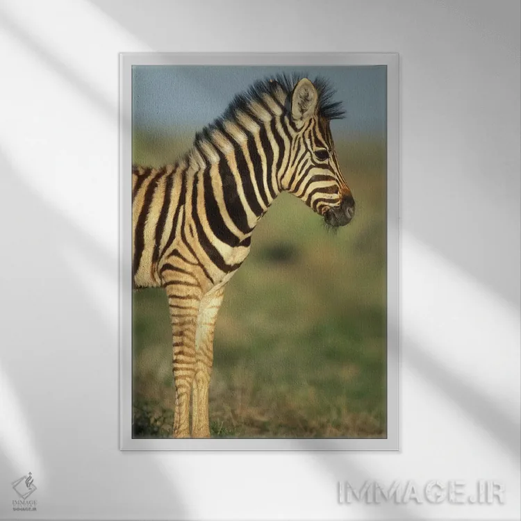 تابلو دکوراتیو Namibia, Etosha National Park.,گورخر جوان دشتی در بیابان، نامی… اثر پل سودرز - نمای قابدار سفید