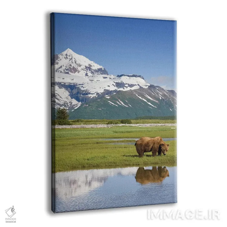 تابلو دکوراتیو Katmai National Park, Alaska, USA,خرس گریزلی در حال چرا در نزد… اثر پل سودرز - نمای پرسپکتیو محصول