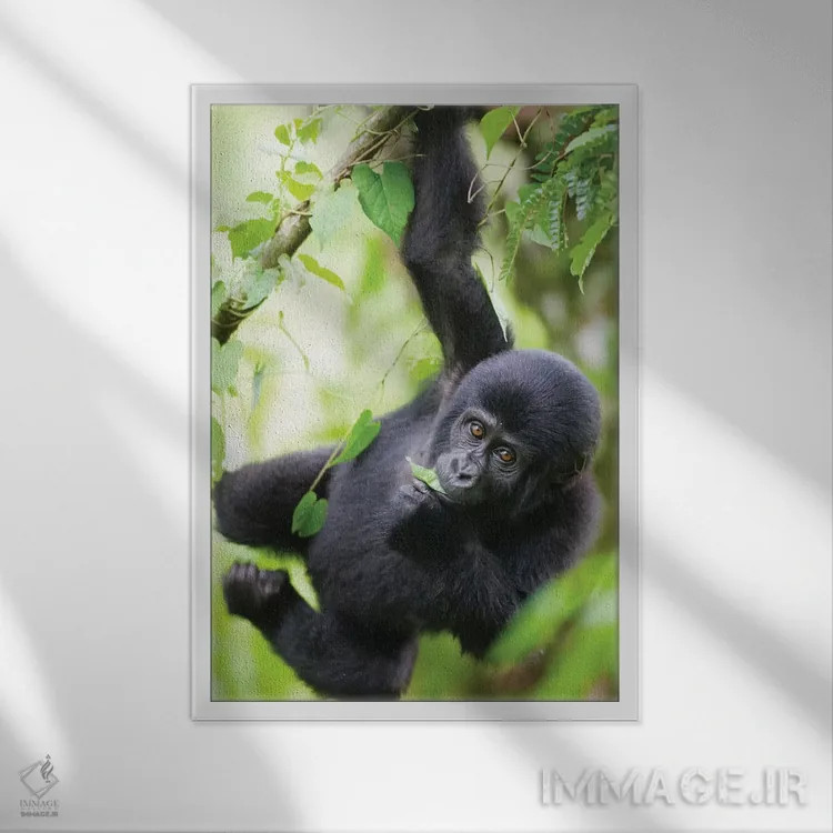 تابلو دکوراتیو Uganda, Bwindi Impenetrable National Park.,بچه گوریل کوهی در ح… اثر پل سودرز - نمای قابدار سفید
