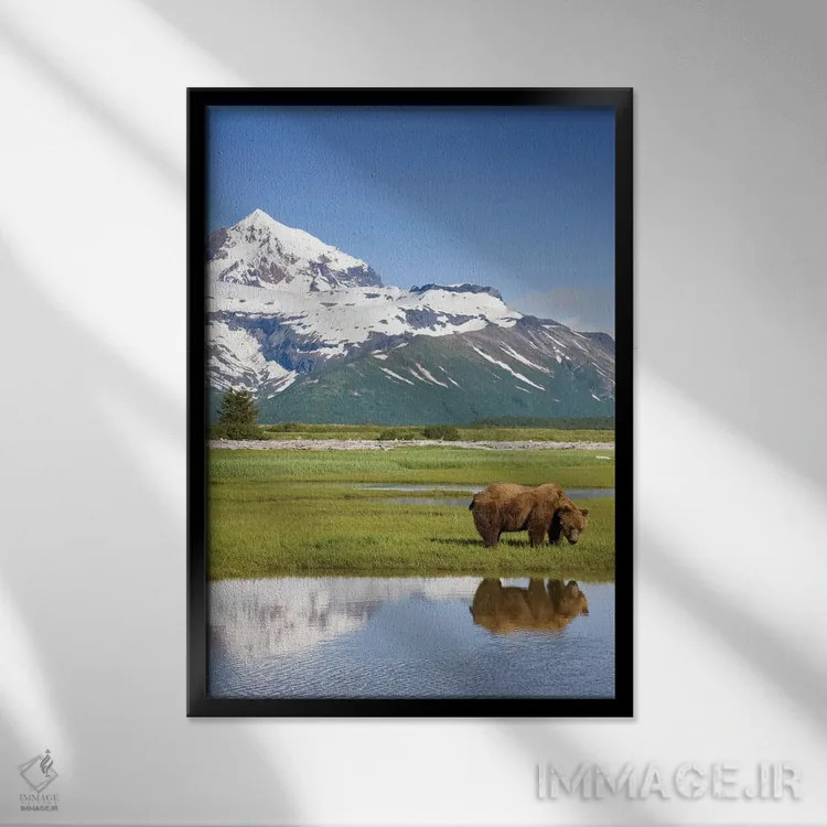 تابلو دکوراتیو Katmai National Park, Alaska, USA,خرس گریزلی در حال چرا در نزد… اثر پل سودرز - نمای قابدار مشکی