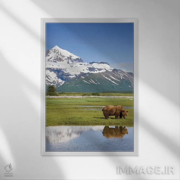 تابلو دکوراتیو Katmai National Park, Alaska, USA,خرس گریزلی در حال چرا در نزد… اثر پل سودرز - نمای قابدار سفید