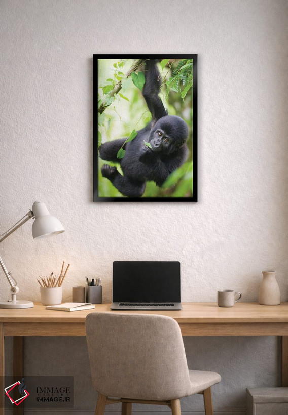 تابلو دکوراتیو Uganda, Bwindi Impenetrable National Park.,بچه گوریل کوهی در ح… اثر پل سودرز - D1B
