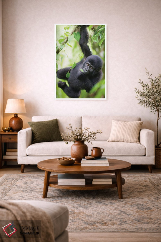 تابلو دکوراتیو Uganda, Bwindi Impenetrable National Park.,بچه گوریل کوهی در ح… اثر پل سودرز - D3W