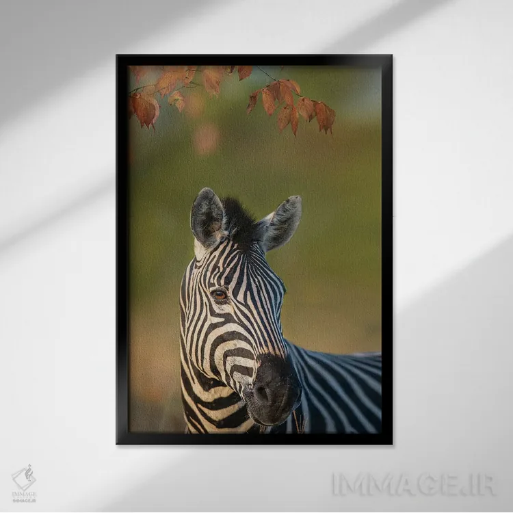 تابلو دکوراتیو گورخر سمت راست اثر پتسی وینگارت - نمای قابدار مشکی