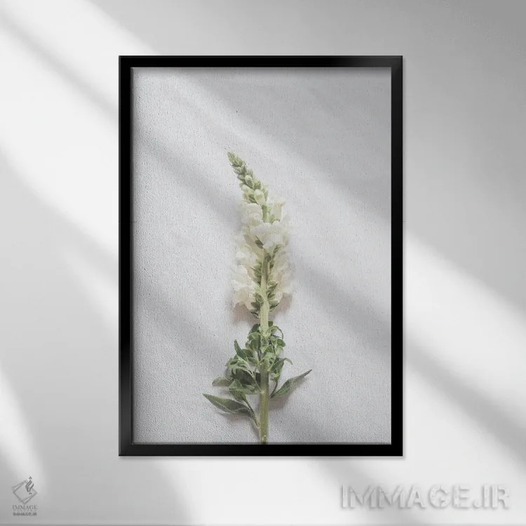 تابلو مینیمال گل سفید مینیمال اثر گریس دیجیتال آرت کو - نمای قابدار مشکی