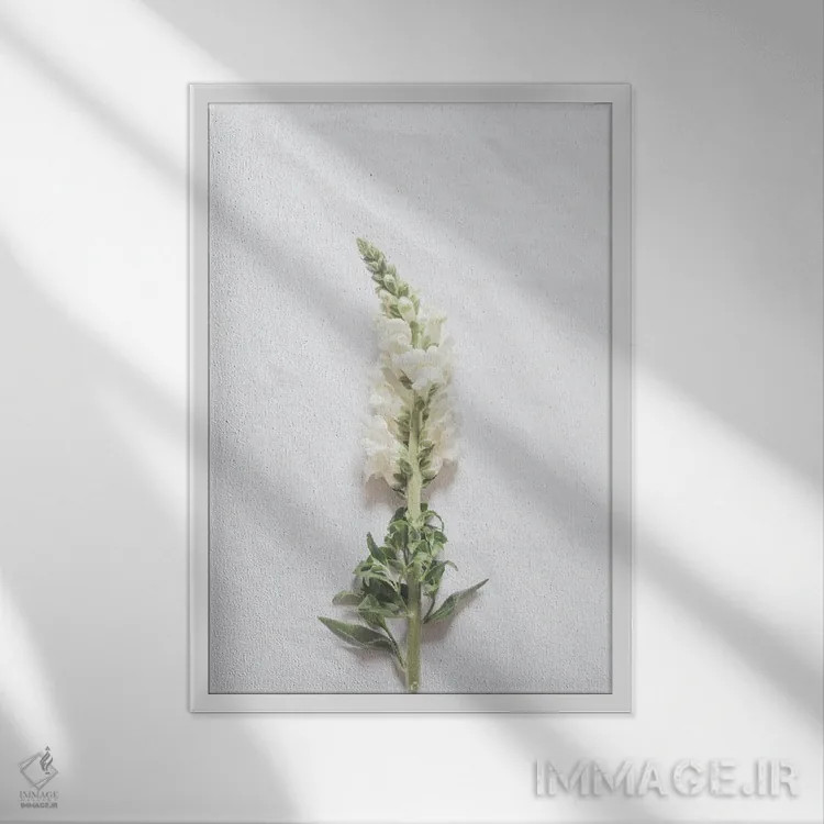 تابلو مینیمال گل سفید مینیمال اثر گریس دیجیتال آرت کو - نمای قابدار سفید