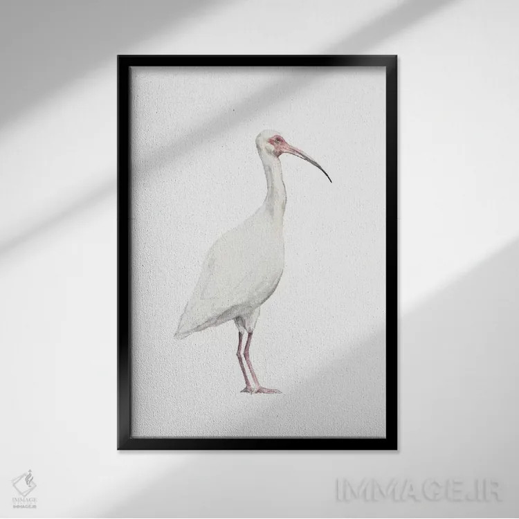 تابلو دکوراتیو مرغ آیبیس اثر واندرینگ لور - نمای قابدار مشکی