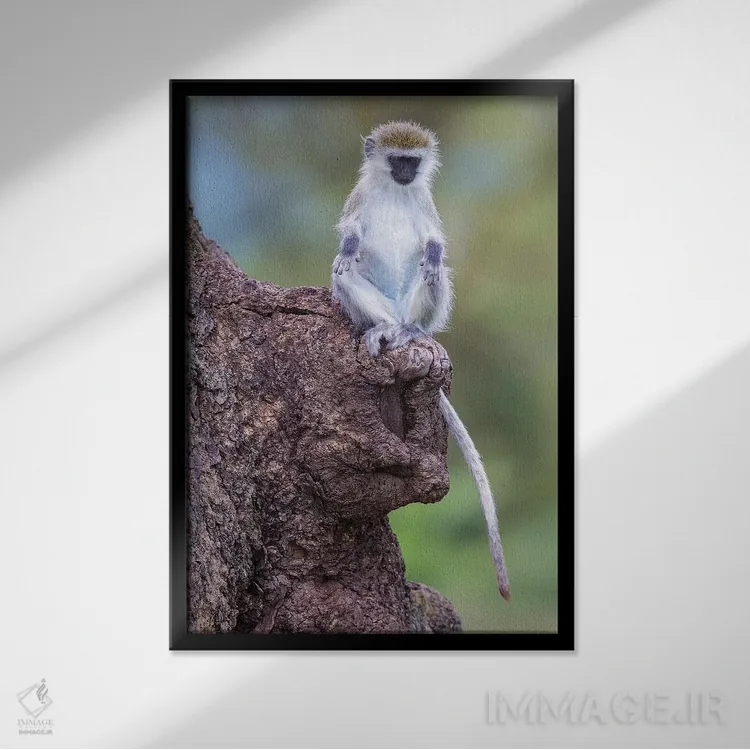 تابلو دکوراتیو آفریقا. تانزانیا. بچه میمون وروت در دهانه آتشفشانی نگو… اثر رالف اچ. بندجبار - نمای قابدار مشکی