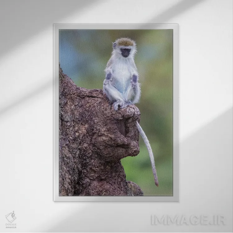 تابلو دکوراتیو آفریقا. تانزانیا. بچه میمون وروت در دهانه آتشفشانی نگو… اثر رالف اچ. بندجبار - نمای قابدار سفید