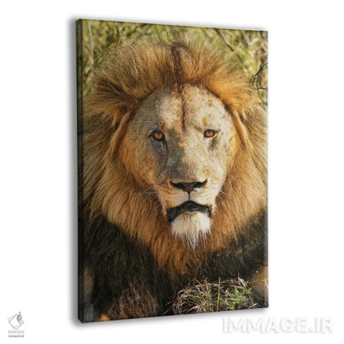 تابلو دکوراتیو پادشاه کهنسال آفریقایی اثر رندا تامپسون - نمای پرسپکتیو محصول