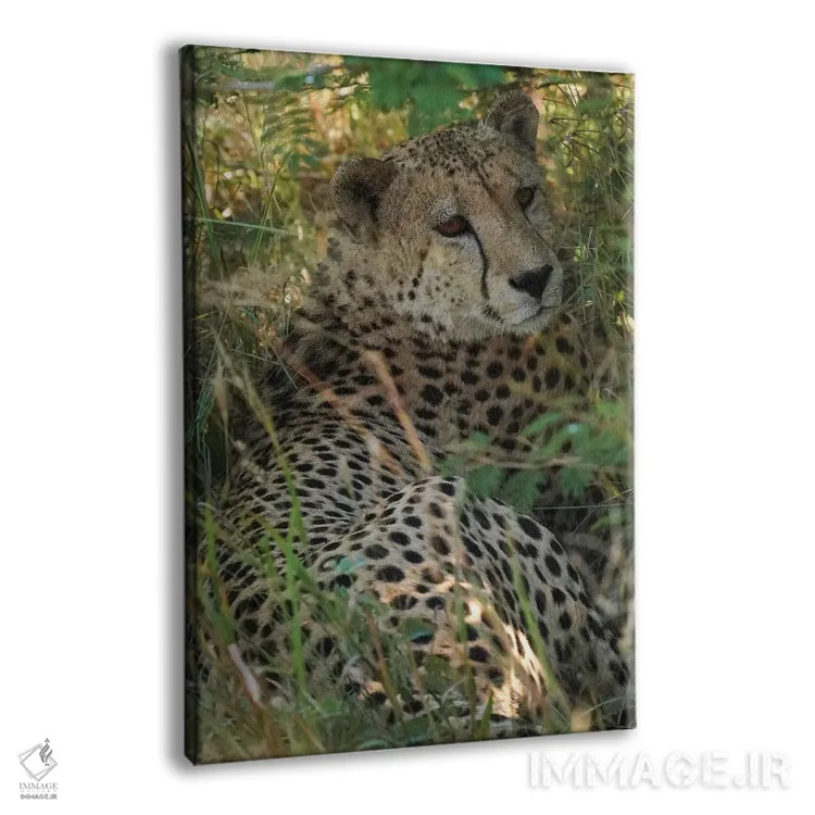 تابلو دکوراتیو یوزپلنگ آفریقایی اثر رندا تامپسون - نمای پرسپکتیو محصول