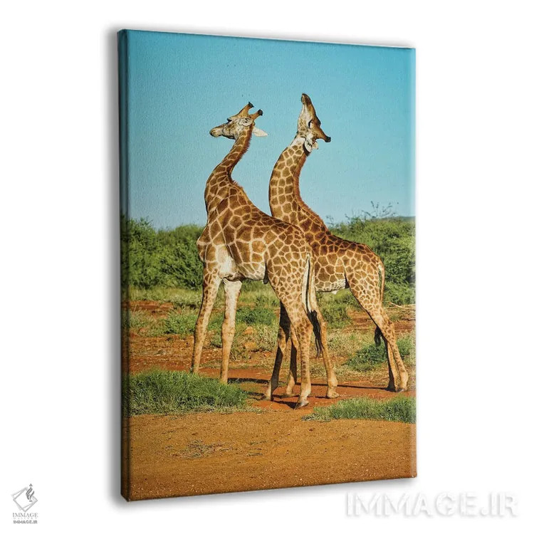 تابلو دکوراتیو نبرد زرافه های نر آفریقایی اثر رندا تامپسون - نمای پرسپکتیو محصول
