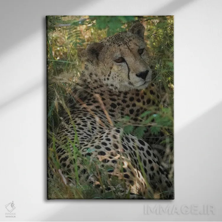 تابلو دکوراتیو یوزپلنگ آفریقایی اثر رندا تامپسون - نمای روبهرو روی دیوار