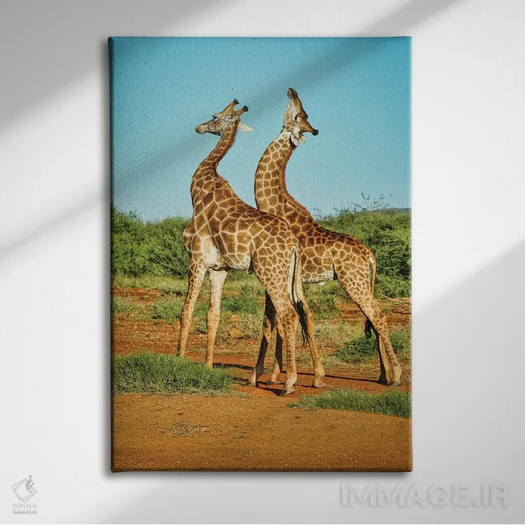 تابلو دکوراتیو نبرد زرافه های نر آفریقایی اثر رندا تامپسون - نمای روبهرو روی دیوار