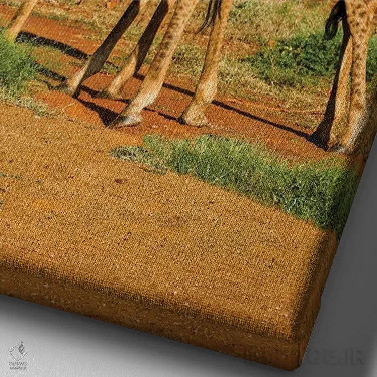 تابلو دکوراتیو نبرد زرافه های نر آفریقایی اثر رندا تامپسون - نمای نزدیک بافت بوم