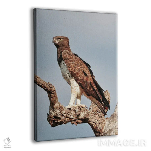 تابلو دکوراتیو عقاب جنگی آفریقایی اثر رندا تامپسون - نمای پرسپکتیو محصول