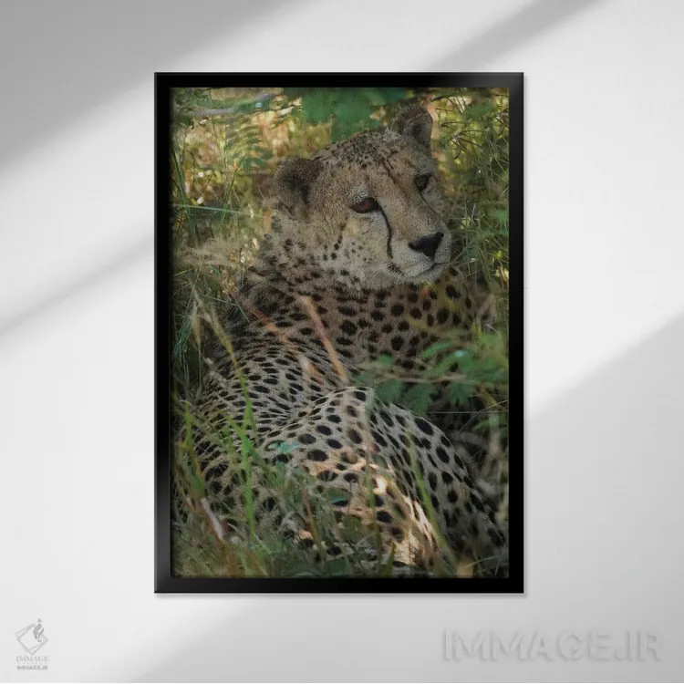 تابلو دکوراتیو یوزپلنگ آفریقایی اثر رندا تامپسون - نمای قابدار مشکی