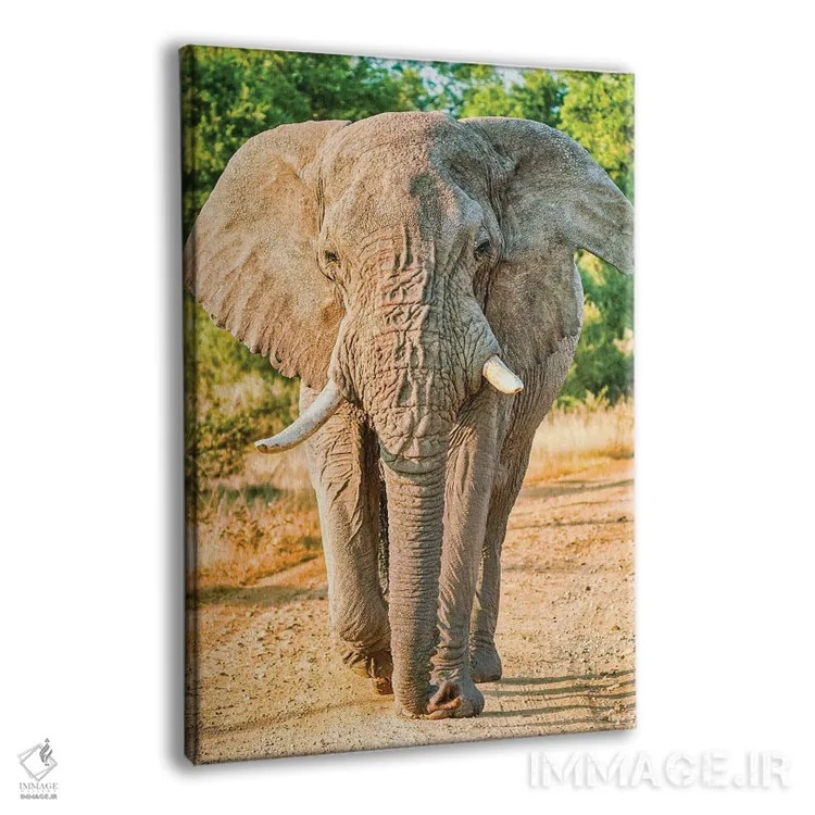 تابلو دکوراتیو فیل آفریقایی؛ پادشاه واقعی اثر رندا تامپسون - نمای پرسپکتیو محصول
