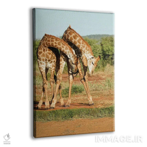 تابلو دکوراتیو زرافه های رقصان آفریقایی اثر رندا تامپسون - نمای پرسپکتیو محصول