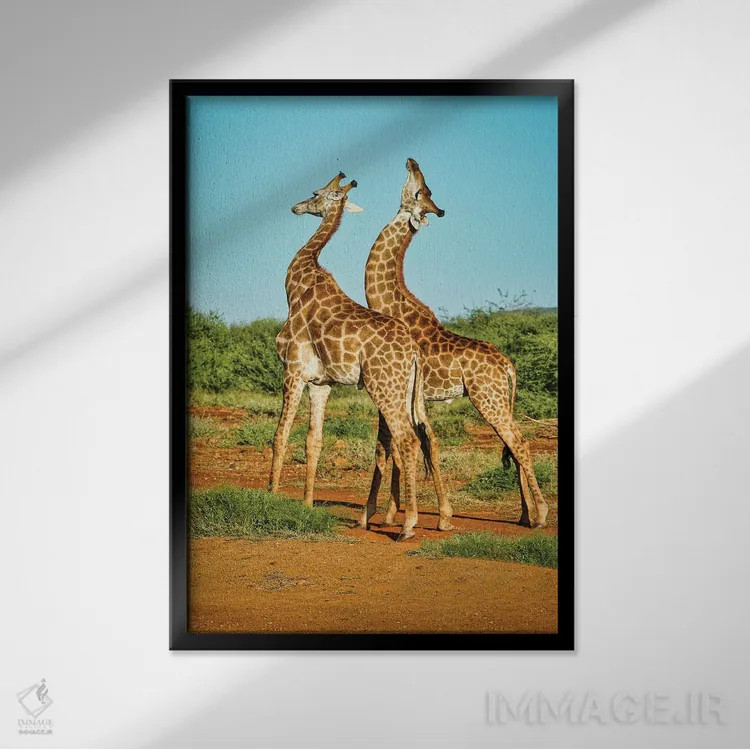 تابلو دکوراتیو نبرد زرافه های نر آفریقایی اثر رندا تامپسون - نمای قابدار مشکی