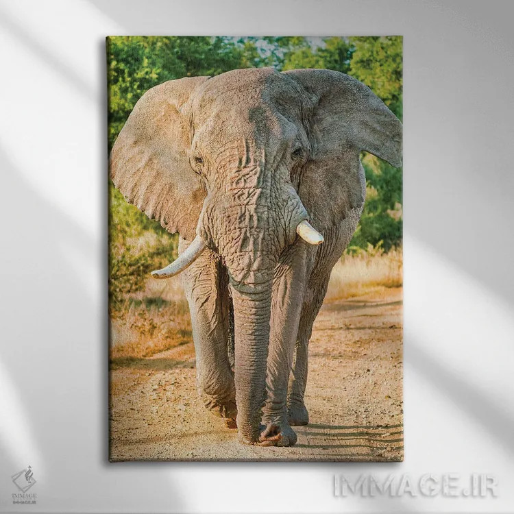 تابلو دکوراتیو فیل آفریقایی؛ پادشاه واقعی اثر رندا تامپسون - نمای روبهرو روی دیوار