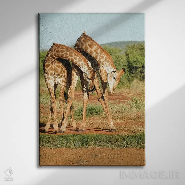 تابلو دکوراتیو زرافه های رقصان آفریقایی اثر رندا تامپسون - نمای روبهرو روی دیوار