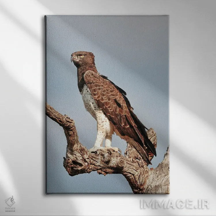 تابلو دکوراتیو عقاب جنگی آفریقایی اثر رندا تامپسون - نمای روبهرو روی دیوار