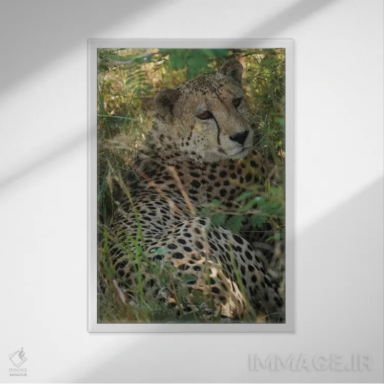 تابلو دکوراتیو یوزپلنگ آفریقایی اثر رندا تامپسون - نمای قابدار سفید