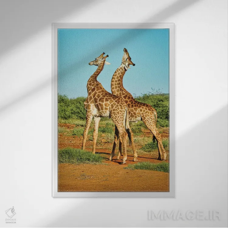 تابلو دکوراتیو نبرد زرافه های نر آفریقایی اثر رندا تامپسون - نمای قابدار سفید