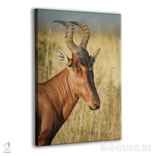 تابلو دکوراتیو آنتلوپ ایلان آفریقایی اثر رندا تامپسون - نمای پرسپکتیو محصول