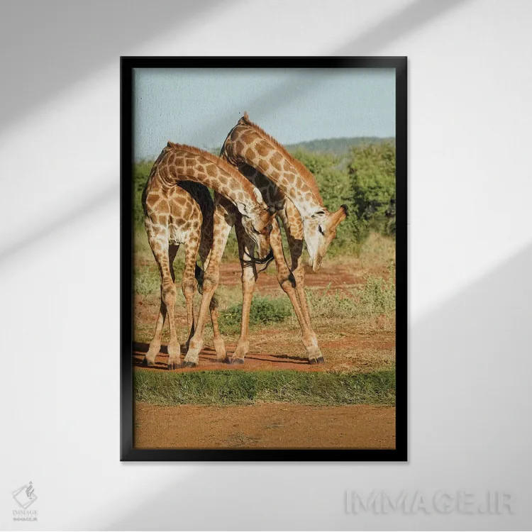 تابلو دکوراتیو زرافه های رقصان آفریقایی اثر رندا تامپسون - نمای قابدار مشکی