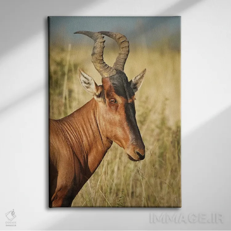 تابلو دکوراتیو آنتلوپ ایلان آفریقایی اثر رندا تامپسون - نمای روبهرو روی دیوار