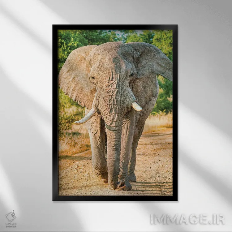 تابلو دکوراتیو فیل آفریقایی؛ پادشاه واقعی اثر رندا تامپسون - نمای قابدار مشکی