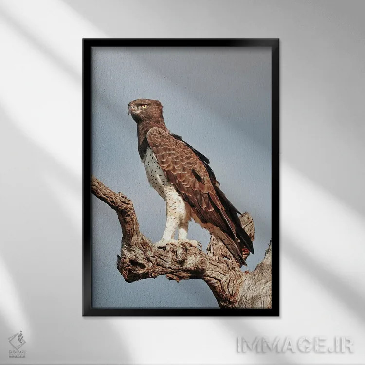 تابلو دکوراتیو عقاب جنگی آفریقایی اثر رندا تامپسون - نمای قابدار مشکی