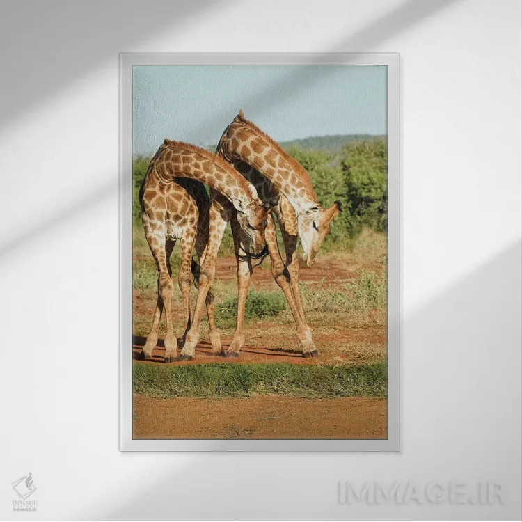 تابلو دکوراتیو زرافه های رقصان آفریقایی اثر رندا تامپسون - نمای قابدار سفید