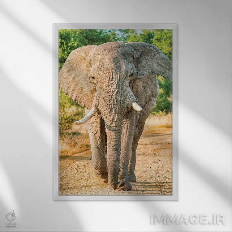 تابلو دکوراتیو فیل آفریقایی؛ پادشاه واقعی اثر رندا تامپسون - نمای قابدار سفید