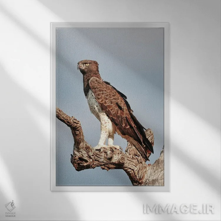 تابلو دکوراتیو عقاب جنگی آفریقایی اثر رندا تامپسون - نمای قابدار سفید